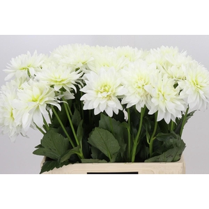 Dahlia Karma M. Zwaan
