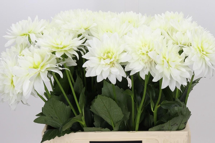 <h4>Dahlia Karma M. Zwaan</h4>