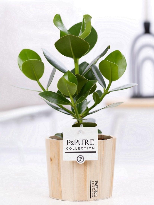 <h4>Clusia Rosea Princess in P&PURE Wood 5</h4>