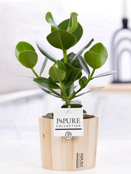 <h4>Clusia Rosea Princess in P&PURE Wood 5</h4>