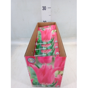 Tulipa   ...flowerbulbs