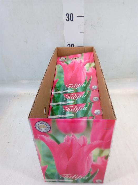 <h4>Tulipa   ...flowerbulbs</h4>