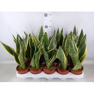 Sansevieria trifa. 'Futura Superba'