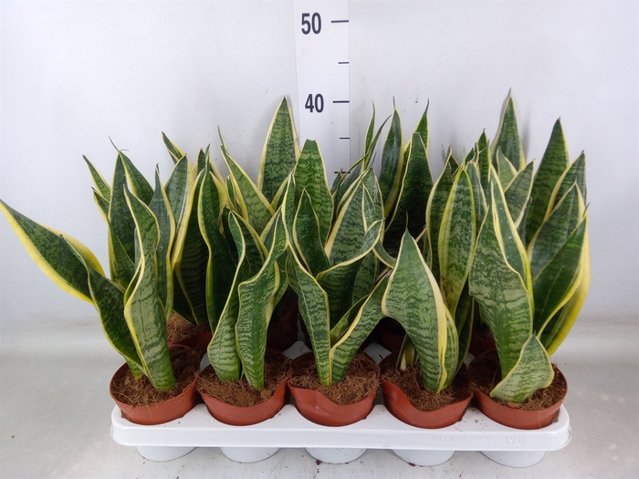 <h4>Sansevieria trifa. 'Futura Superba'</h4>