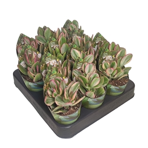 CRASSULA OVATA 'LEMON LIME' - POT Ø 6,5 WITH POTCOVER (SUCCULENTEN)