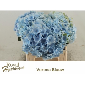 HYDR M CH VERENA BL