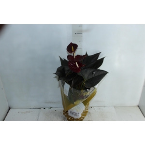 ANTHURIUM DELICATA P17