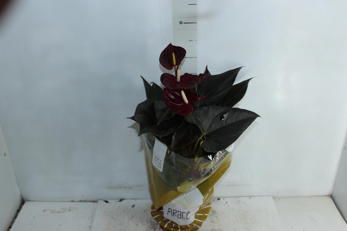 ANTHURIUM DELICATA P17