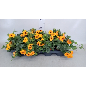 Thunbergia alata