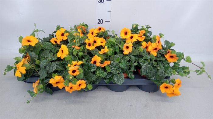 <h4>Thunbergia alata</h4>