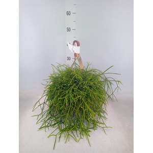 Rhipsalis   ...