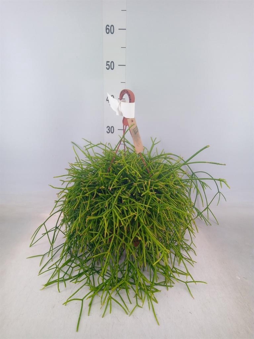 <h4>Rhipsalis   ...</h4>