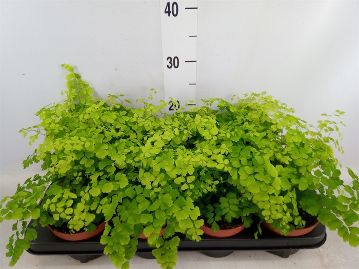 <h4>Adiantum raddi. 'Fragrans'</h4>