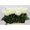 Dahlia Boom Boom White