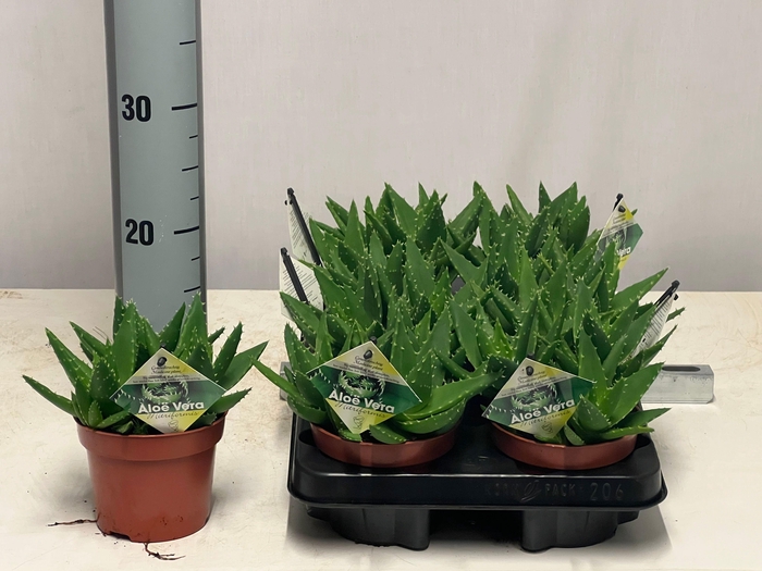 <h4>ALOE PERFOLIATA</h4>