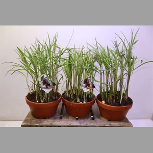 Frit Meleagris In Terra Cotta