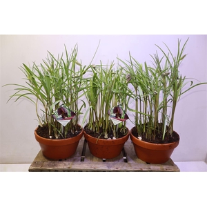 arr8 Frit Meleagris In Terra Cotta