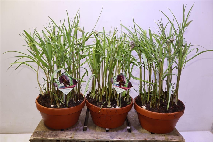 <h4>Frit Meleagris In Terra Cotta</h4>