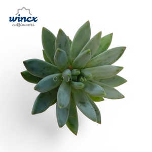 Echeveria Hookerii Cutflower Wincx-8cm