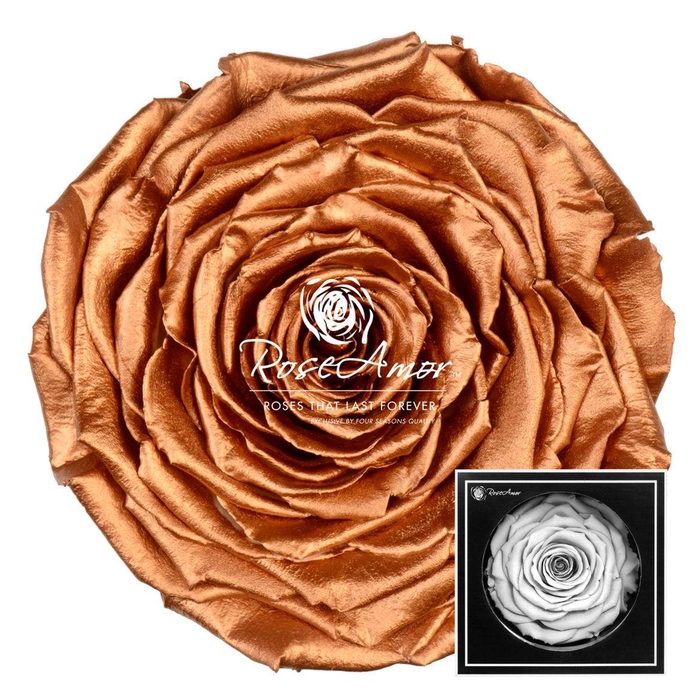 Xxl Metallic Copper Whi04