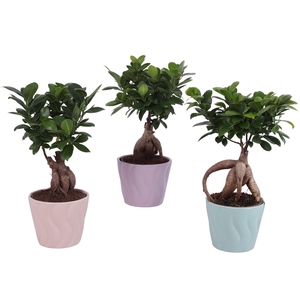 Ficus m. Ginseng Ball Shape Ø12cm in Ø14cm Ceramic SE662