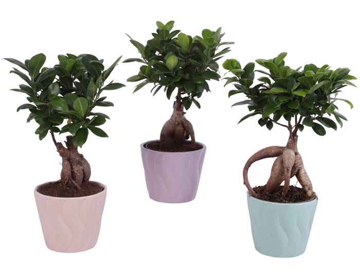 <h4>Ficus m. Ginseng Ball Shape Ø12cm in Ø14cm Ceramic SE662</h4>