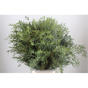 Euca Parvifolia 300gr P Bunch