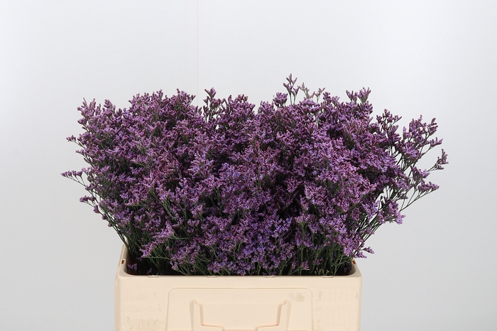 <h4>Lim Saf Pink Sky</h4>