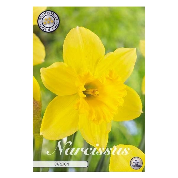 <h4>Narcissus Trumpet Carlton x 5 14/16</h4>