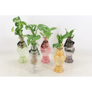 Arr3 Vde - Glas Venice Mix X12