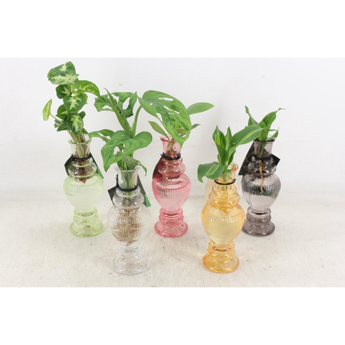 <h4>Arr3 Vde - Glas Venice Mix X12</h4>