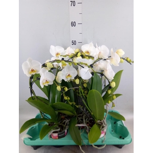 Phalaenopsis   ...