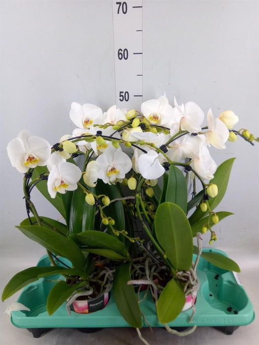 <h4>Phalaenopsis ...</h4>