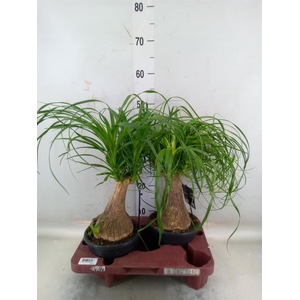 Beaucarnea recurvata