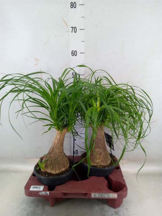 <h4>Beaucarnea recurvata</h4>