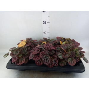 Peperomia