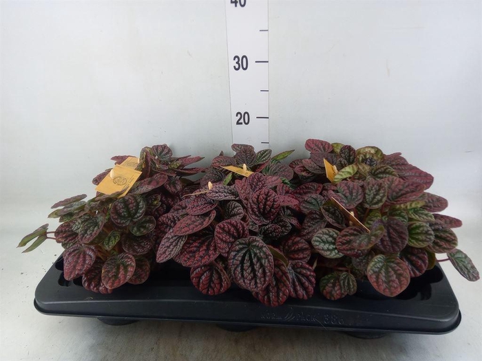 <h4>Peperomia</h4>