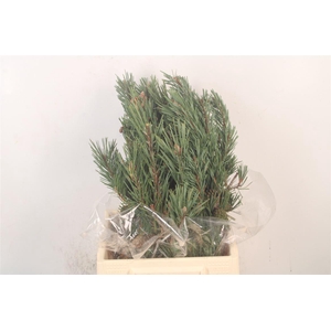 Pinus Mugo Per Bunch
