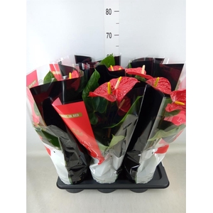 Anthurium andr. 'Madural'