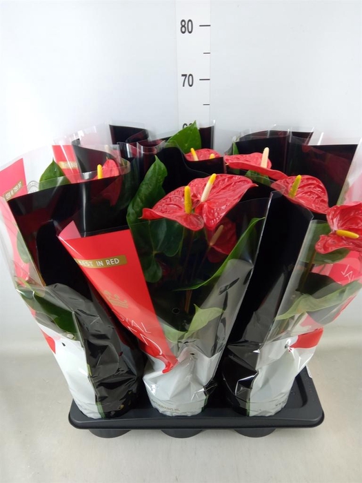 <h4>Anthurium andr. 'Madural'</h4>