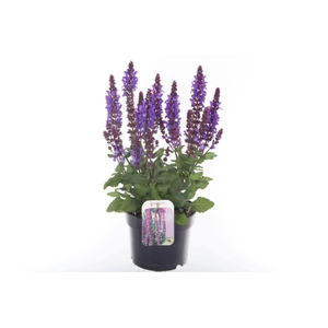 Salvia nem. Blue Marvel