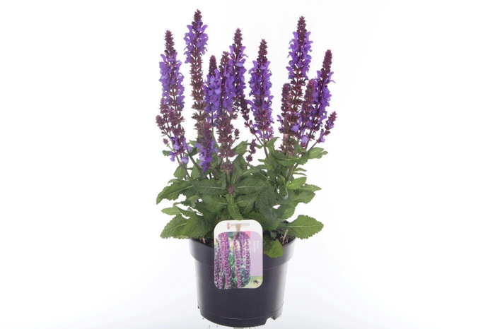 <h4>Salvia nem. Blue Marvel</h4>