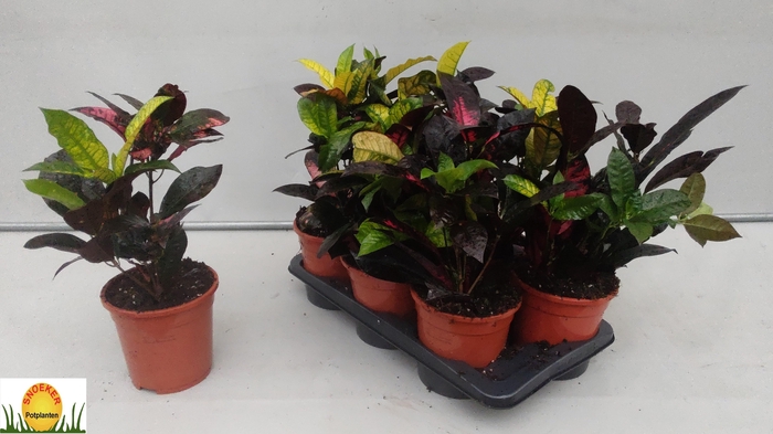 <h4>COD KL MRS ICETON</h4>