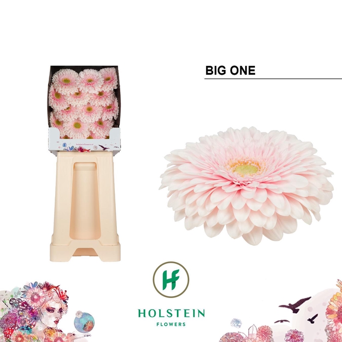 <h4>Gerbera Pomponi Big One Diamond</h4>