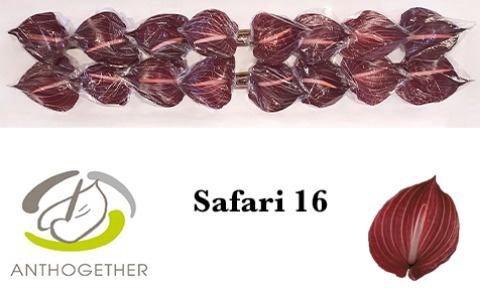<h4>Anthurium Safari</h4>