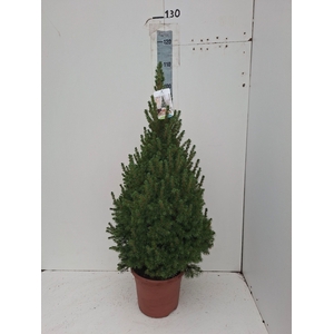PICEA GL CONICA