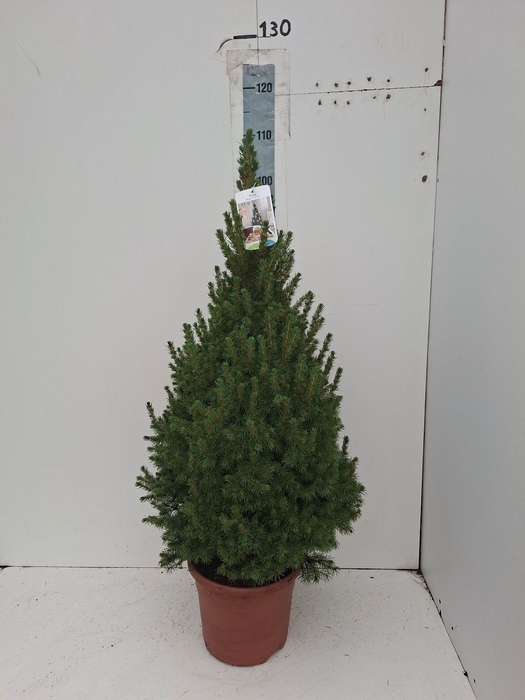 <h4>PICEA GL CONICA</h4>
