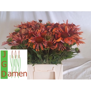 ECHI ORANGE PASSION