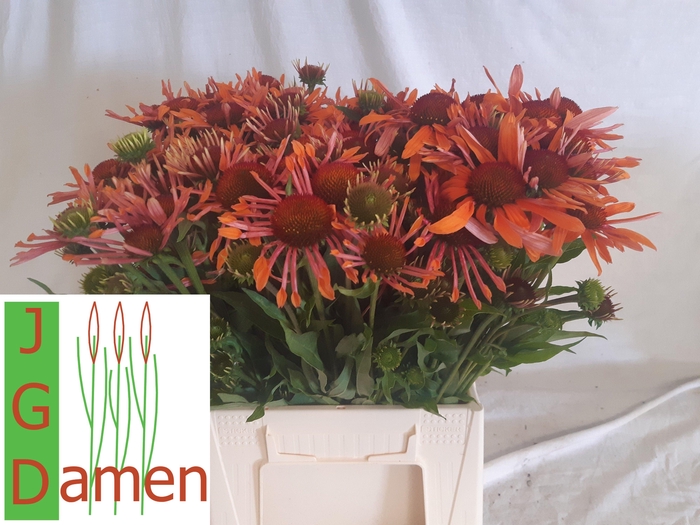 <h4>ECHI ORANGE PASSION</h4>