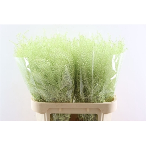 Lepidium Pastel Yellow